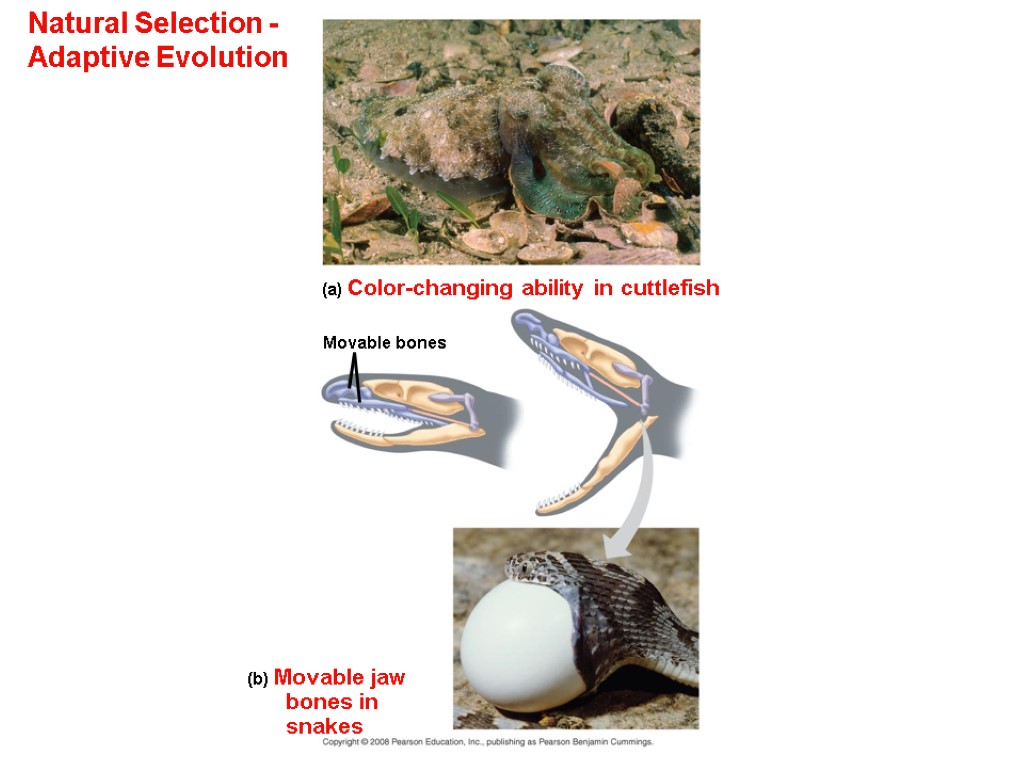 Natural Selection - Adaptive Evolution (a) Color-changing ability in cuttlefish (b) Movable jaw bones